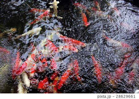Japanese koi fish 28629661