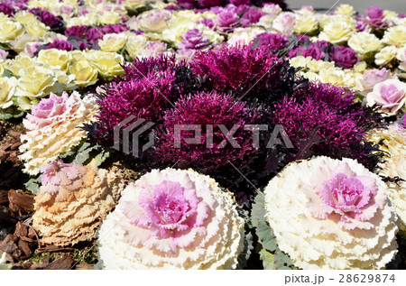 ハボタン ハボタン 28629874