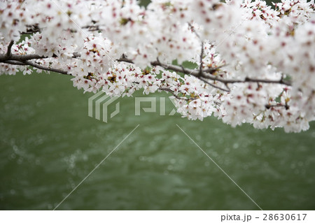 疏水の桜 疏水の桜 28630617