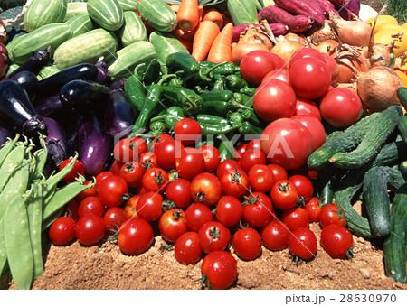 野菜いろいろ 28630970