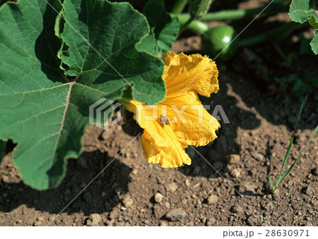 カボチャの花 28630971