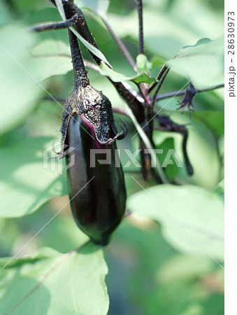 ナス ナス 28630973