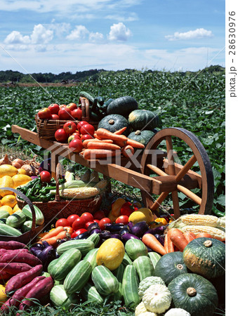 野菜いろいろ 28630976