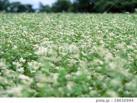 ソバ畑 28630994