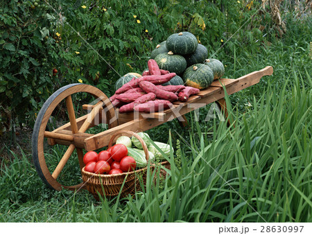 野菜いろいろ 28630997