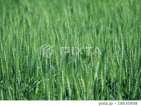 麦畑 28630998