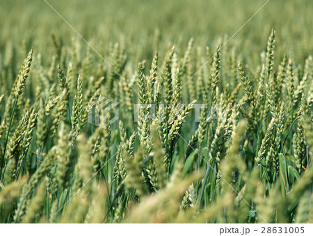 麦畑 28631005