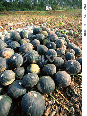 カボチャ 28631008