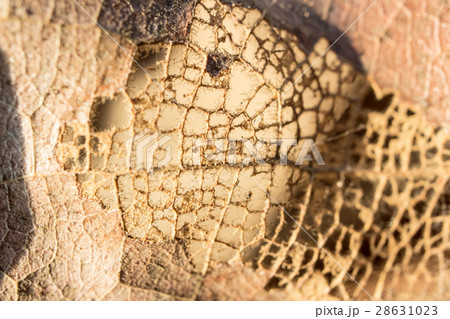 Wood pulp from dried leaves. 28631023