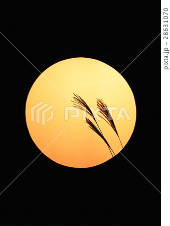 満月とススキ 満月とススキ 28631070