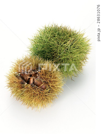 クリ クリ 28631076