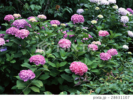 アジサイ 28631107