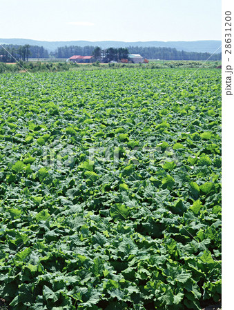 ゴボウ畑 28631200