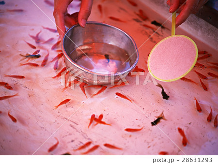 金魚すくい 金魚すくい 28631293