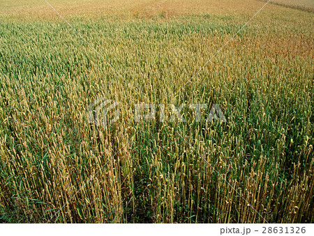 麦畑 28631326