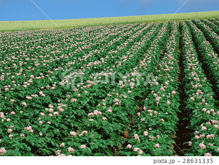 ジャガイモ畑 28631335