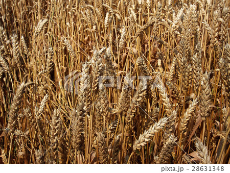 麦畑 28631348
