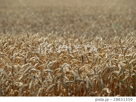麦畑 28631350