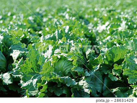 レタス 28631429