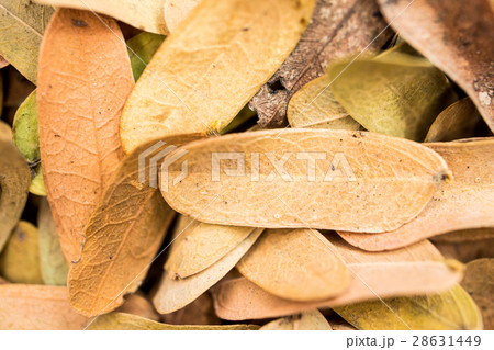 Dry leaves pattern and background. 28631449