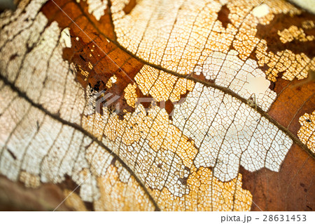 Wood pulp from dried leaves. Wood pulp from dried leaves. 28631453