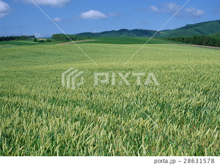 麦畑 28631578