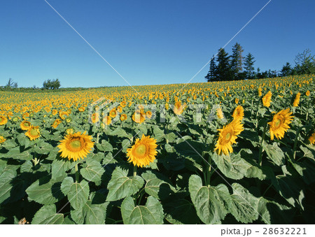 ヒマワリ畑 28632221