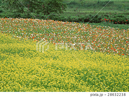 花畑 28632238