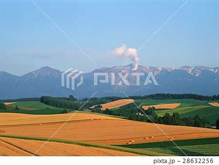 麦畑 麦畑 28632256