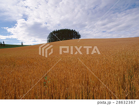 麦畑 28632367
