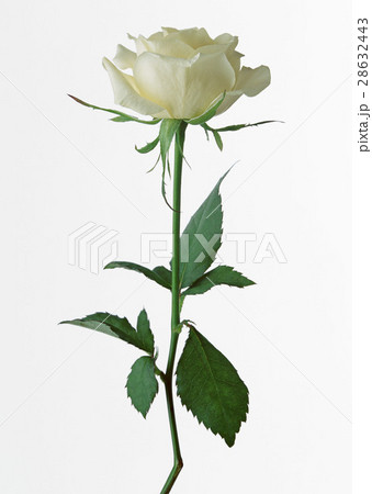 バラ 28632443