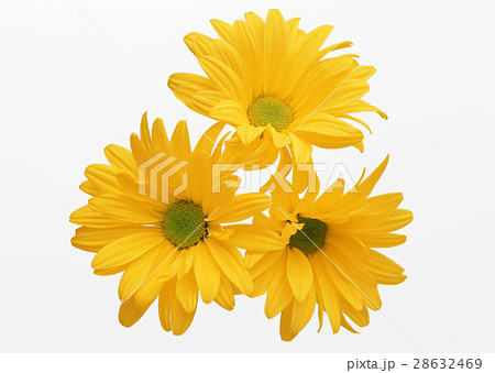 スプレーマム 28632469