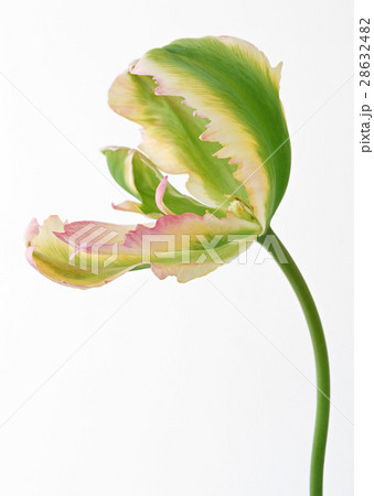 チューリップ 28632482