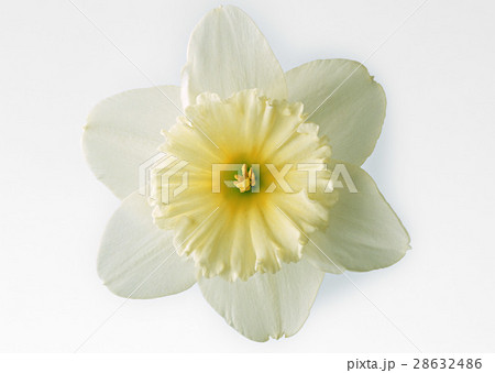 スイセン スイセン 28632486