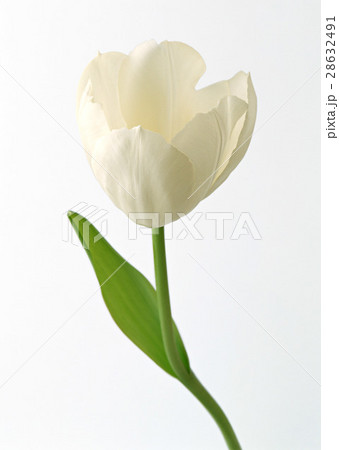 チューリップ 28632491