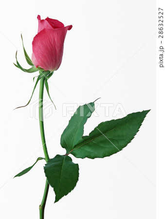 バラ バラ 28632527