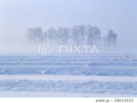 吹雪 28632632
