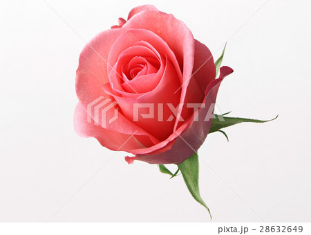 バラ バラ 28632649