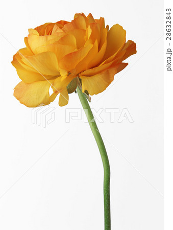 ラナンキュラス 28632843