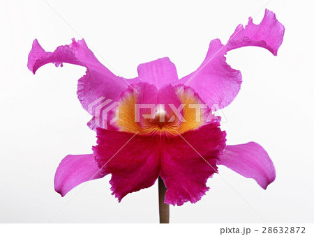 カトレア 28632872