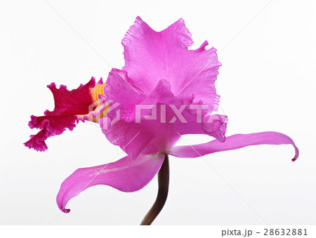 カトレア 28632881