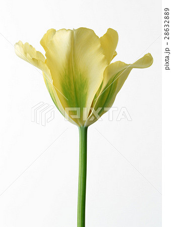 チューリップ 28632889