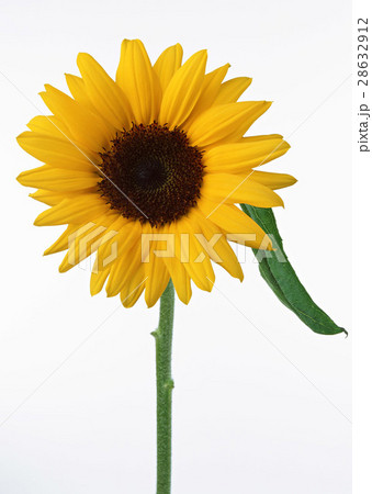 ヒマワリ ヒマワリ 28632912