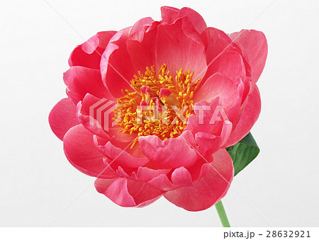 シャクヤク 28632921