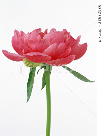 シャクヤク シャクヤク 28632936