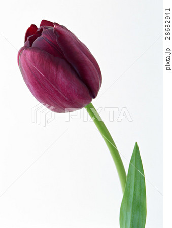 チューリップ チューリップ 28632941
