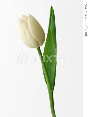 チューリップ 28632945