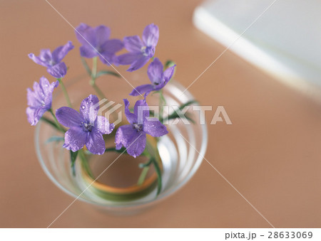 デルフィニウム 28633069