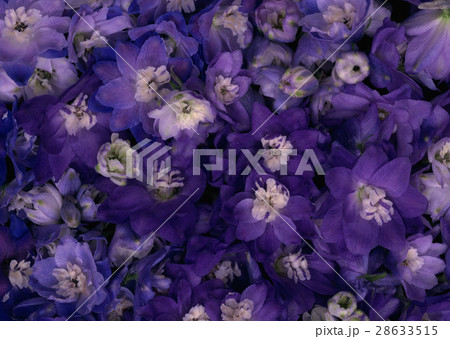 デルフィニウム 28633515