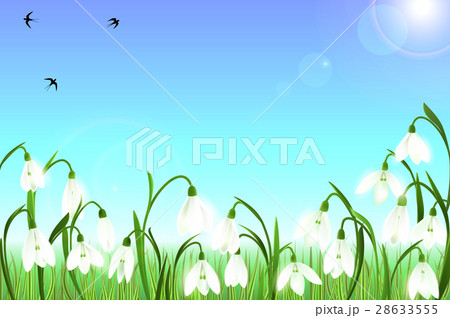 Spring background with snowdrop flowers, green 28633555